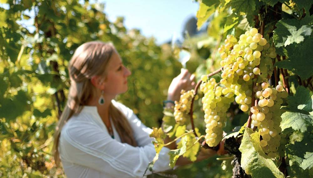 Frau betrachtet reife weiße Weintrauben in einem Weinberg und hält ein Glas Weißwein in der Hand.