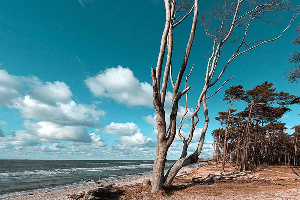 Windgeformte Bäume am Ostseestrand, umgeben vom Meer und blauen Wolkenhimmel am Hotel Künstlerquartier Seezeichen.